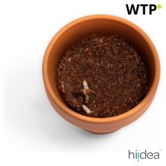 ANETHUM, Glina posoda z koprom, naravna, 96127-160