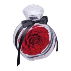 Konservierte Rose, Rot, MA7542705